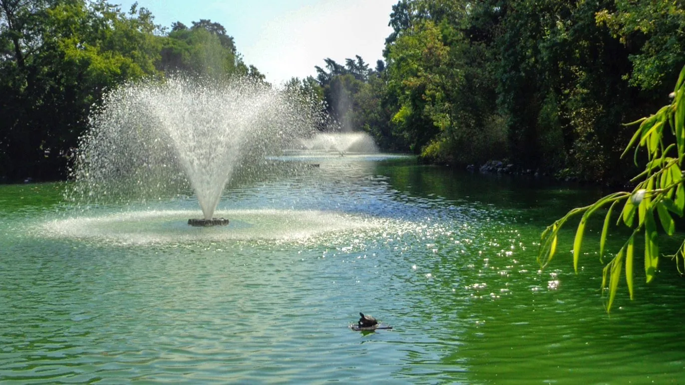 Il laghetto dei Giardini Margherita con l'acqua verde, una fontana a getto in primo piano e un'altra sullo sfondo, circondato da alberi folti e rami di salice